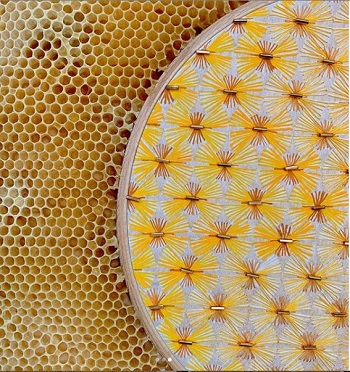 abeille ava roth design evok